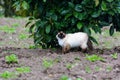 Siamese Himalayan cat walking in the nature Royalty Free Stock Photo