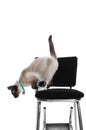 Siamese Jumping Down Royalty Free Stock Photo