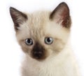 Siamese kitten Royalty Free Stock Photo