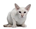 Siamese kitten, 5 months old Royalty Free Stock Photo