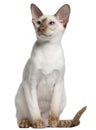 Siamese kitten, 5 months old Royalty Free Stock Photo