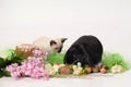 Siamese kitten and black rabbit on a white background with a lilac, Royalty Free Stock Photo