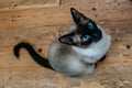 Siamese kitten with blue eyes looking upwards while sitting on wooden floor. High angle shot