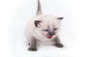 Siamese kitten with blue eyes mewing on camera on white background. Isolated on white background. Royalty Free Stock Photo