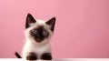 Siamese kitten with blue eyes sits on a pink background with space for text. copy space. Generative AI.