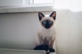 Siamese kitten with blue eyes sitting on the radiator against white wall Royalty Free Stock Photo