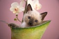 Siamese kitten in a bucket Royalty Free Stock Photo