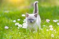 Siamese kitten Royalty Free Stock Photo