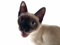 Siamese kitten crying Royalty Free Stock Photo