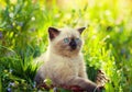 Siamese kitten Royalty Free Stock Photo