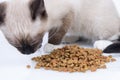 Siamese kitten eating dry cat food Royalty Free Stock Photo