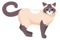 Siamese kitten, feline animal cat domestic pet