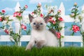Siamese kitten in a garden Royalty Free Stock Photo