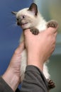 Siamese kitten in hands Royalty Free Stock Photo