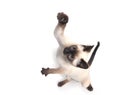 Siamese kitten jumping Royalty Free Stock Photo