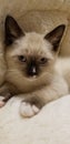 Siamese kitten laying cat snowshoe snow shoe kitten Royalty Free Stock Photo