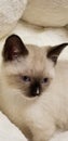 Siamese kitten laying cat snowshoe snow shoe kitten Royalty Free Stock Photo