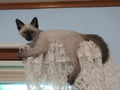 Siamese Kitten laying on curtain rod