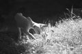 Siamese kitten of light color in the grass Royalty Free Stock Photo