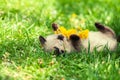 Siamese kitten lying on the grass Royalty Free Stock Photo