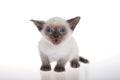 Siamese kitten meowing on white