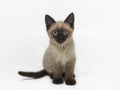 Siamese kitten 2 months old Royalty Free Stock Photo