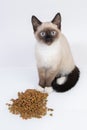 Siamese kitten near dry cat food Royalty Free Stock Photo