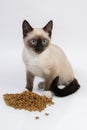 Siamese kitten near dry cat food Royalty Free Stock Photo