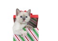 Siamese kitten peaking out of a colorful Christmas present Royalty Free Stock Photo