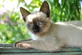 Siamese kitten resting in the shade of the garden Royalty Free Stock Photo
