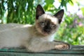 Siamese kitten resting in the shade of the garden Royalty Free Stock Photo
