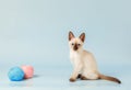 Siamese kitten sitting next to balls of yarn. Royalty Free Stock Photo