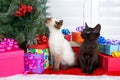 Siamese kitten sniffing Christmas Tree black kitten watching Royalty Free Stock Photo