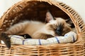 siamese kitten snoozing in oval wicker crate