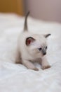 Siamese kitten is standing in a pose before jumping on a blanket Royalty Free Stock Photo