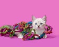 Siamese kitten tangled up in Christmas decoration Royalty Free Stock Photo