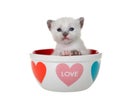 Siamese kitten in Valentine`s theme`d bowl isolated Royalty Free Stock Photo