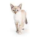 Siamese Kitten Walking Forward Over White