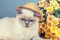 Siamese kitten wearing straw hat Royalty Free Stock Photo