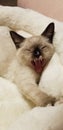 Siamese kitten yawning cat snowshoe snow shoe kitten Royalty Free Stock Photo