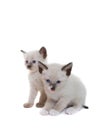Siamese kittens Royalty Free Stock Photo