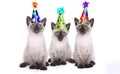 Siamese Kittens Celebrating a Birthday With Hats