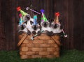 Siamese Kittens Celebrating a Birthday With Hats