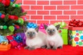 Siamese kittens by Christmas tree Royalty Free Stock Photo