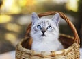 Siamese little kitten in wicker basket Royalty Free Stock Photo