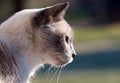 Siamese Looking Down