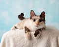 Siamese Mix Cat Portrait in Studio