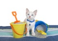 Siamese mix kitten wearing blue collar with beach buckets and sand Royalty Free Stock Photo