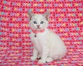 Siamese mix kitten wearing pink collar sitting on pink blanket Royalty Free Stock Photo
