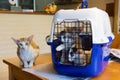 Siamese mother cat with kitten in cage Royalty Free Stock Photo